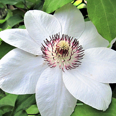 bosrank-(Clematis-hybr.-Miss-Bateman)