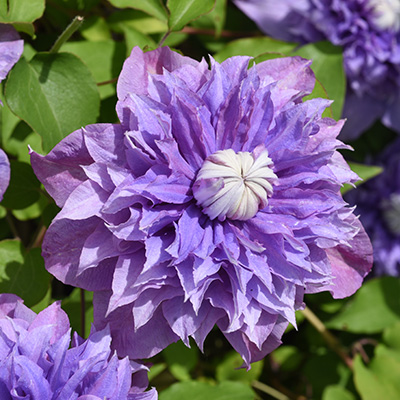 bosrank-(Clematis-hybr.-Multi-Blue)