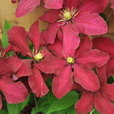 bosrank-(Clematis-hybr.-Niobe)