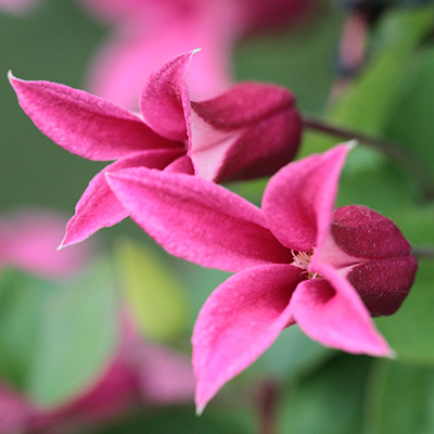 bosrank-(Clematis-hybr.-Princess-Diana)