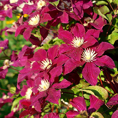 bosrank-(Clematis-hybr.-Rouge-Cardinal)