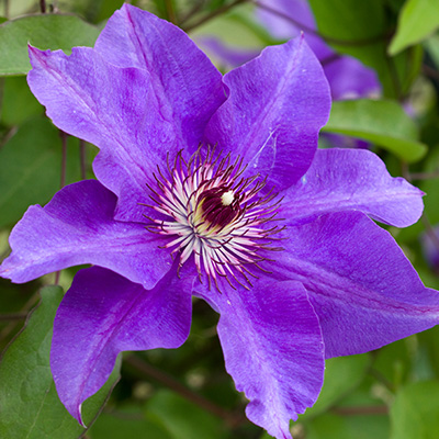 bosrank-(Clematis-hybr.-The-President)