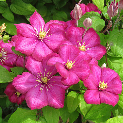 bosrank-(Clematis-hybr.-Ville-de-Lyon)