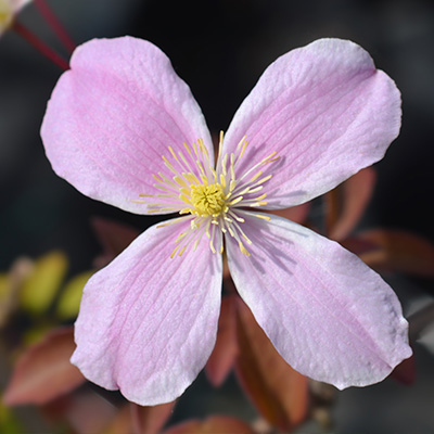 bosrank-(Clematis-montana-Fragrant-Spring)