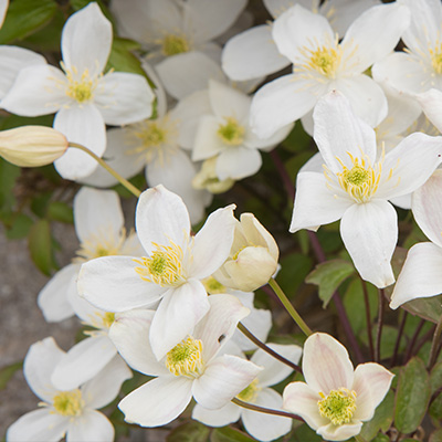 bosrank-(Clematis-montana-Grandiflora)