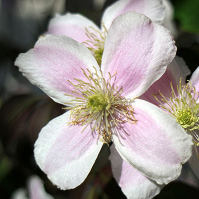 bosrank-(Clematis-montana-Mayleen)