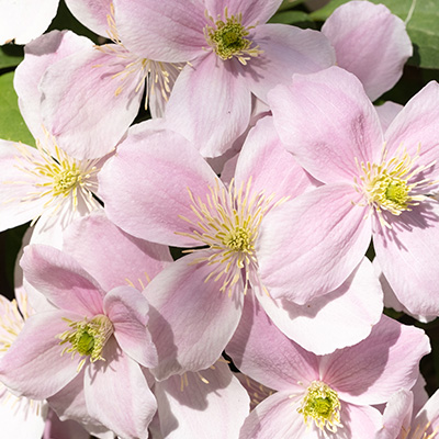 bosrank-(Clematis-montana-Rubens)