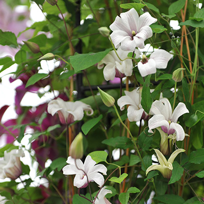 bosrank-(Clematis-texensis-Princess-Kate)