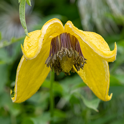 bosrank-(Clematis-tibetana-tangutica)