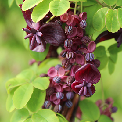 chocoladewingerd-(Akebia-quinata)