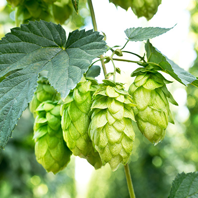 hop-(Lupulus-humulus vrouwelijk)