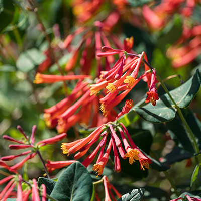 kamperfoelie-(Lonicera-brownii-Dropmore-Scarlet)