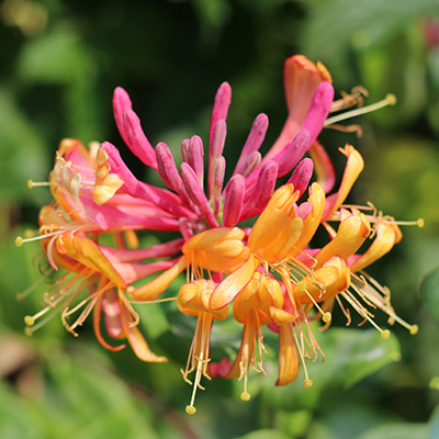 kamperfoelie-(Lonicera-heckrottii-Goldflame)