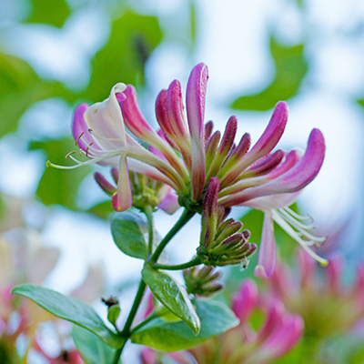 kamperfoelie-(Lonicera-henryi)
