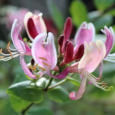 kamperfoelie-(Lonicera-periclymenum-belgica)