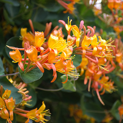 kamperfoelie-(Lonicera-tellmanniana)