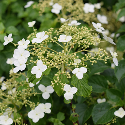 klimhortensia-(Hydrangea-anomala-Petiolaris)