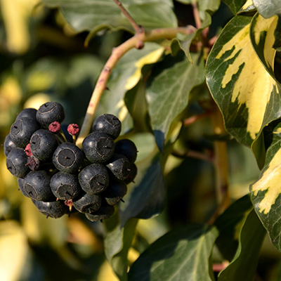 klimop-(Hedera-helix-Goldheart)