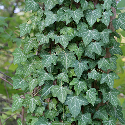 klimop-(Hedera-helix)