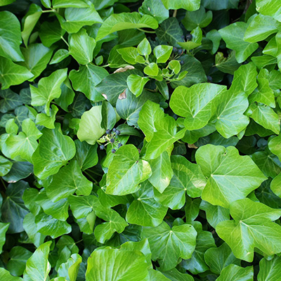 klimop-(Hedera-hibernica)