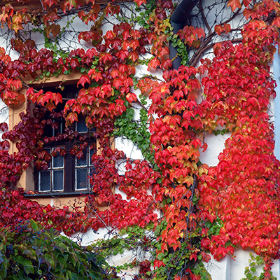 oosterse-wingerd-(Parthenocissus-tricuspidata-Veitchii)