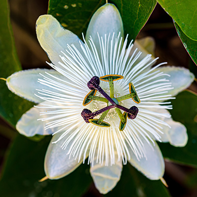 passiebloem-(Passiflora-caerulea.-Constance-Elliot)