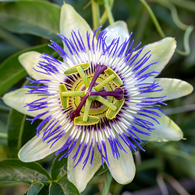 passiebloem-(Passiflora-caerulea)