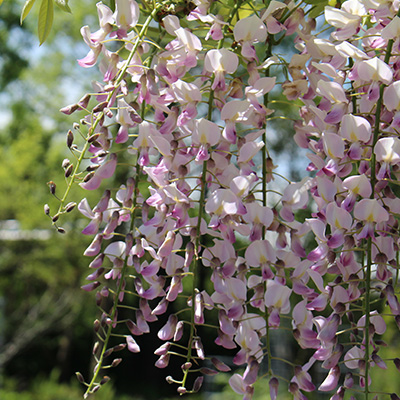 roze blauwe regen-(Wisteria-floribunda-honbeni)