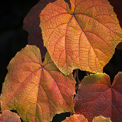 sierwijnstok-(Vitis-coignetiae)