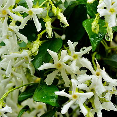 sterjasmijn-(Trachelospermum-jasminoides)