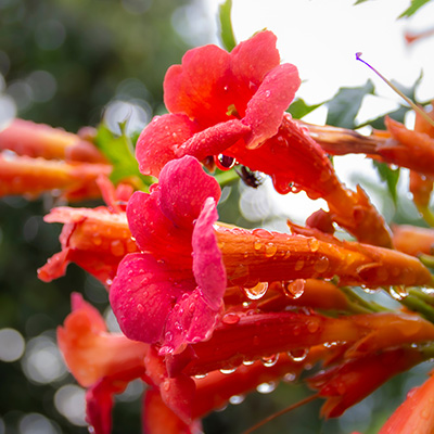 trompetklimmer-(Campsis-tagliabuana-Madame-Galen)