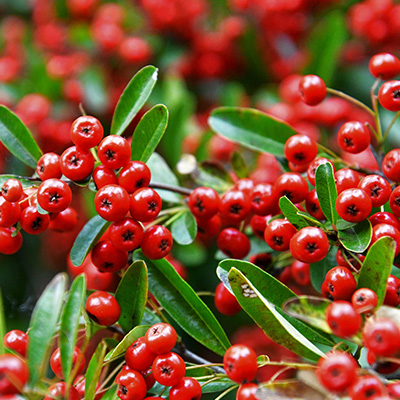 vuurdoorn-(Pyracantha-coccinea-Red-Column)