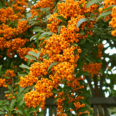 vuurdoorn-(Pyracantha-hybr.-Orange-Charmer)