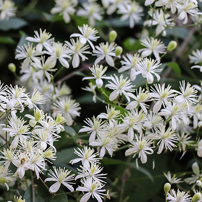 wilde-bosrank-(Clematis-vitalba)