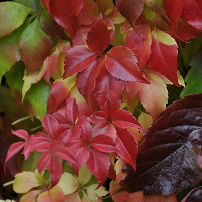 wilde-wingerd-(Parthenocissus-Engelmannii)