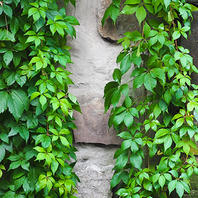 wilde-wingerd-(Parthenocissus-tricuspidata-Green-Spring)