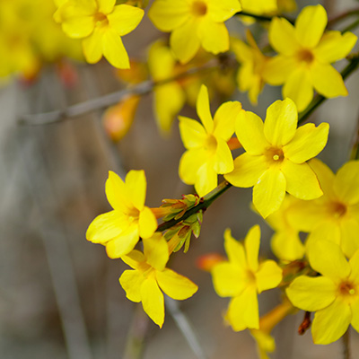 winterjasmijn-(Jasminum-nudiflorum)