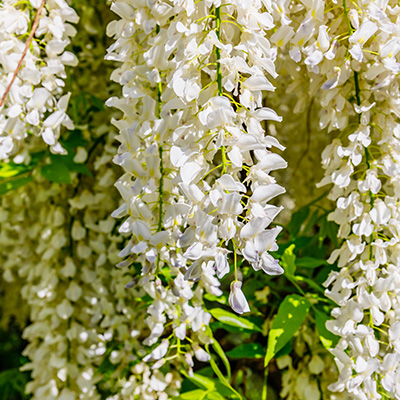 Chinese witte blauwe-regen-(Wisteria-sinensis-alba)