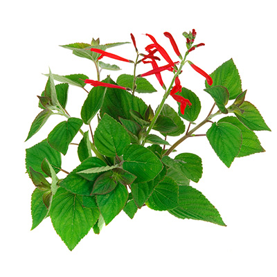 ananassalie (Salvia-elegans-Scarlet-Pineapple)