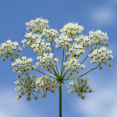 anijs (Pimpinella-anisum)