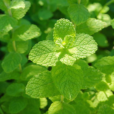 appelmunt (Mentha-rotundifolia)