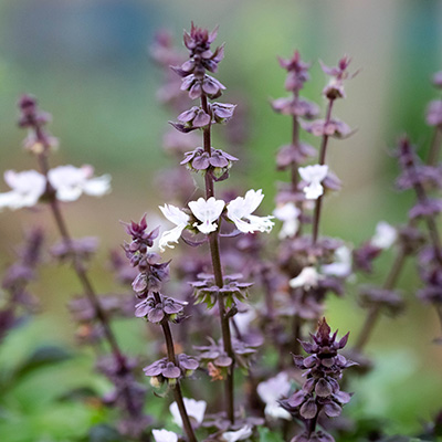 basilicum (Ocimum-tenuiflorum)