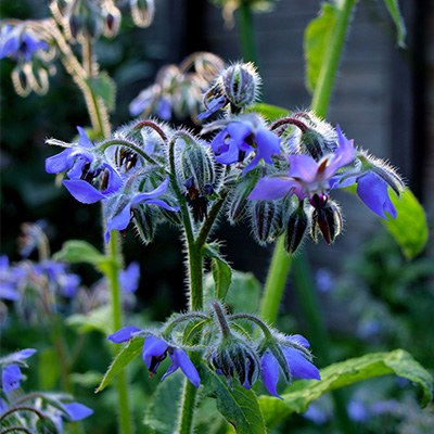 berganie / komkommerkruid (Borago-officinalis)