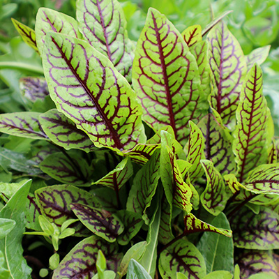 bloedzuring (Rumex-sanguineus)