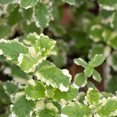 bonte ananasmunt (Mentha-suaveolens-variegata)