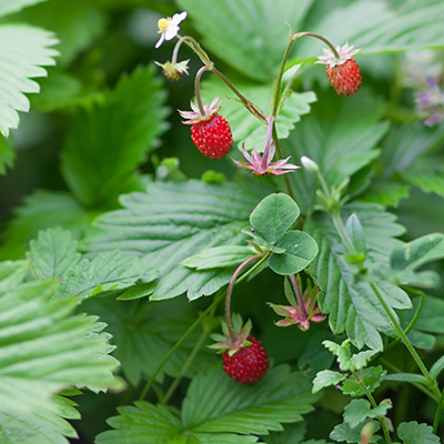 bosaardbei (Fragaria-vesca)