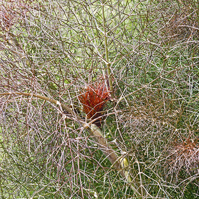 bronzen venkel (Foeniculum-vulgare-Bronze)