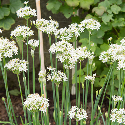 chinese bieslook (Allium-tuberosum)