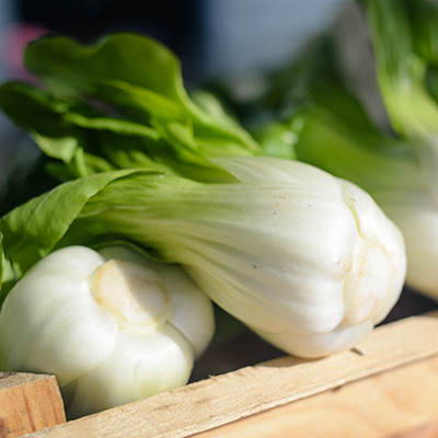 chinese kool / Pakchoi (Brassica-rapa-pekinensis)