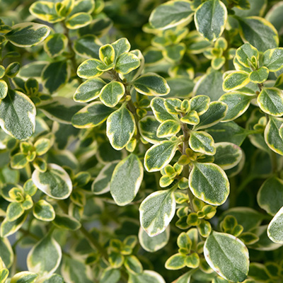 citroentijm bont (Thymus-Citriodorus)